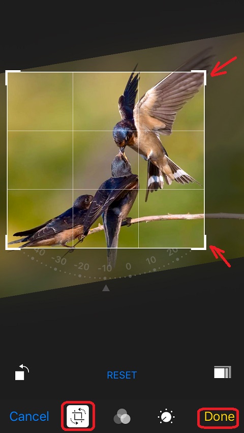 Cropping Photos with iPhone Photos App